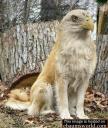 clonacutzu