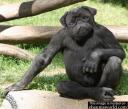 clonamonkey