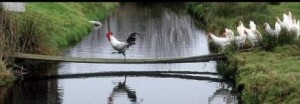 curajosul