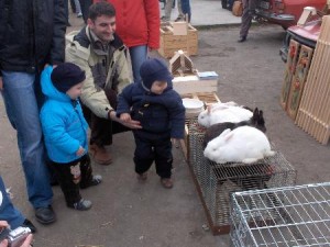 news 20090513 09202180 image 300x225 Targ de pasari si animale mici la Oradea