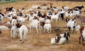 Google Goats 300x180 Google isi tunde iarba cu capre
