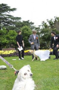 woofy wedding 640 10 198x300 Un tanar din Australia s a casatorit cu o catea