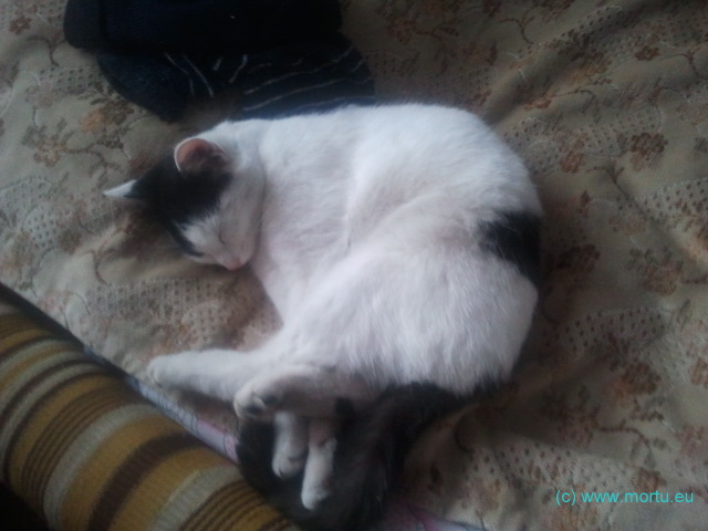 pisica Pisica doarme LIKE A BOSS 2 Dormit de pisica Like A Boss!