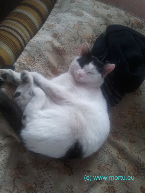 pisica2 Pisica doarme LIKE A BOSS Dormit de pisica Like A Boss!